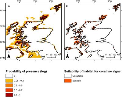 Species Distribution Modeling Predicts Significant Declines in Coralline Algae Populations Under Projected Climate Change With Implications for Conservation Policy